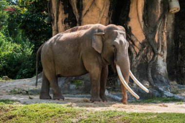 Saman üzerinde otlatma yetişkin Asya fili.