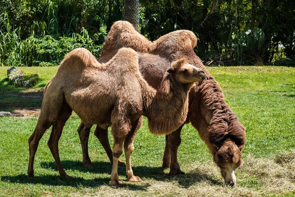 Ausgewachsene Bakterielle Kamele Die Auf Heu Weiden Stark Gefährdet — Stockfoto