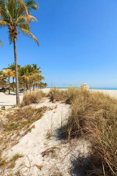 Güzel Crandon Park Beach Miami Anahtar Biscayne Içinde Yer Alan — Stok fotoğraf