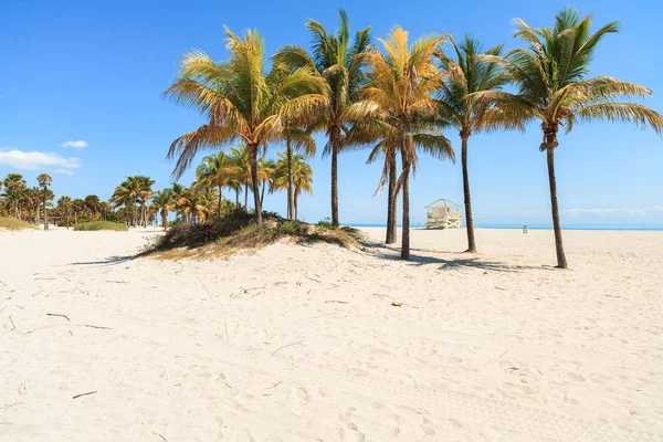 Kaunis Crandon Park Beach Sijaitsee Key Biscayne Miamissa — kuvapankkivalokuva