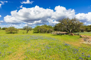 Scenic Texas Hill Country landscape with blooming bluebonnets. clipart