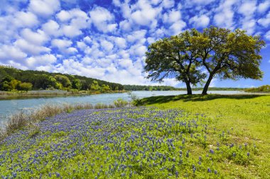 Doğal Texas Hill Country yatay, çiçek açan bluebonnets.
