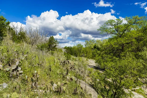 Paisaje Escénico Texas Hill Country Con Plantas Cactus —  Fotos de Stock