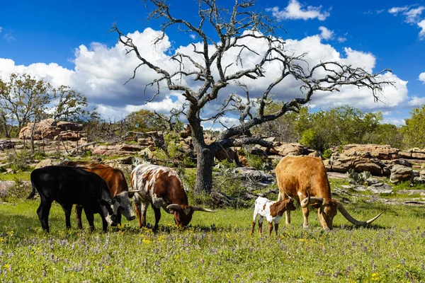 Teksas Tepesi Ndeki Bir Çiftlikte Yaban Sığırı Otlatıyor — Stok fotoğraf