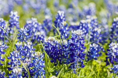 Texas Hill ülkede güzel bluebonnets görünümünü kapat.