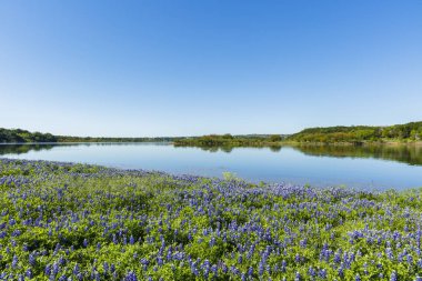 Texas Hill Country bir göl boyunca güzel bluebonnets.