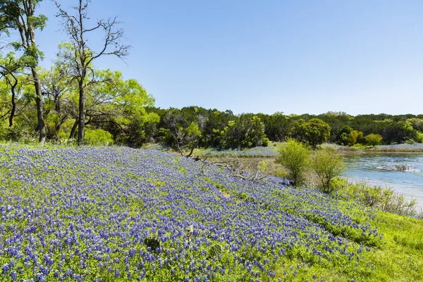 Красиві Bluebonnets Вздовж Озера Країні Техас — стокове фото