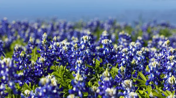 Texas Hill Ülkede Güzel Bluebonnets Görünümünü Kapat — Stok fotoğraf