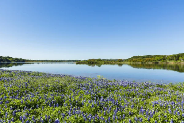 Hermosos Bluebonnets Largo Lago Texas Hill Country — Foto de Stock