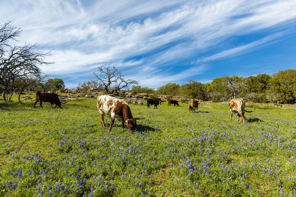 Cattle Grazing Bluebonnet Field Ranch Texas Hill Country — Stock Photo, Image