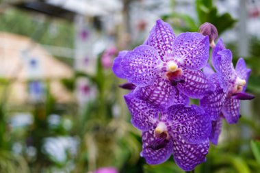 Güzel bir egzotik orkide çiçek görünümünü kapat.