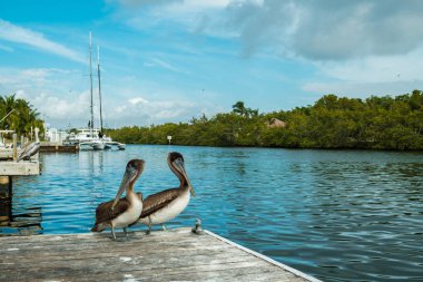 Bir çift bir Marina Dock cihazı üzerindeki dinlenme Pelikan.