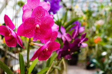 Güzel çiçek orkide çiçekler bir kreş.