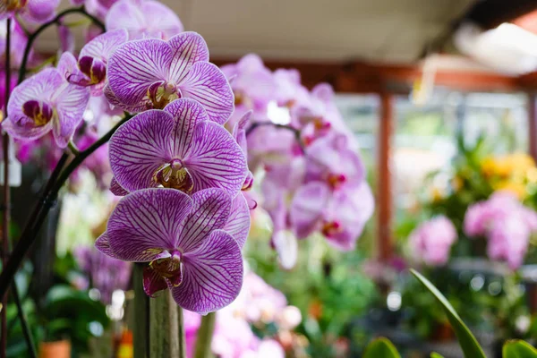 Bellissimi Fiori Orchidea Fiore Vivaio — Foto Stock