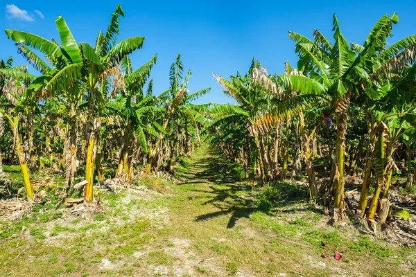 Liggande Färsk Växande Banan Orchard — Stockfoto