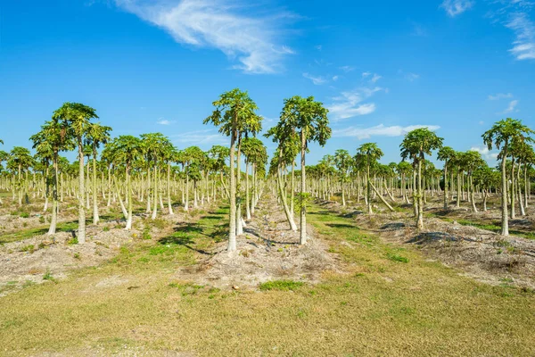 Landschaft Blick Auf Einen Frisch Wachsenden Papaya Obstgarten — Stockfoto