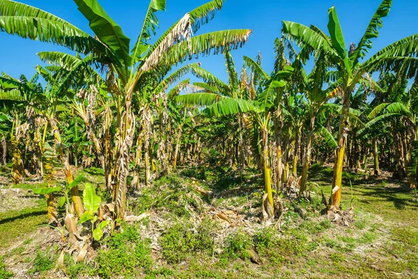 Blick Auf Eine Frisch Wachsende Bananenplantage — Stockfoto