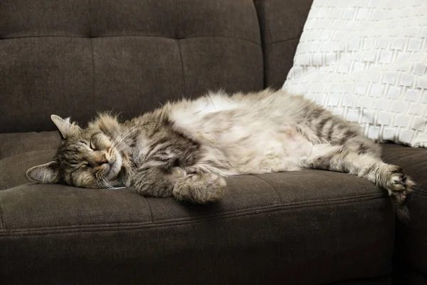 Maine Coon cat — Stock Photo, Image