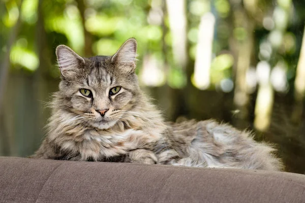 Maine Coon cat — Stock Photo, Image