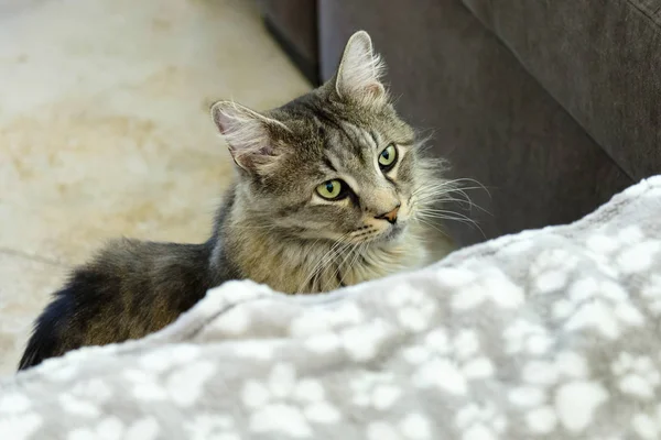 Maine Coon cat — Stock Photo, Image