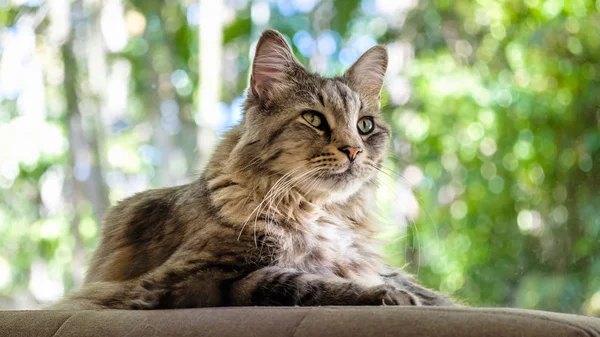 Maine Coon gato —  Fotos de Stock