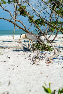 Büyük Mavi Balıkçıl