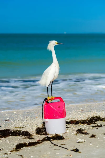 Spiaggia Snowy Egret — Foto Stock