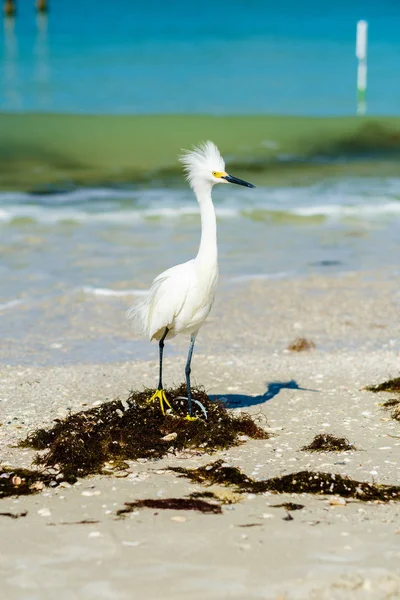 Spiaggia Snowy Egret — Foto Stock