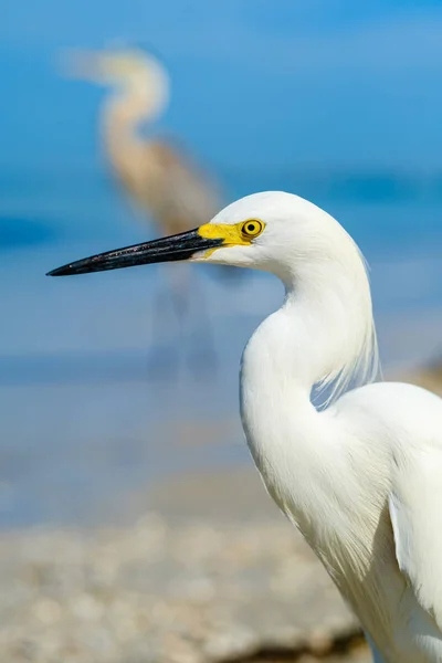 Strand besneeuwde zilverreiger — Stockfoto