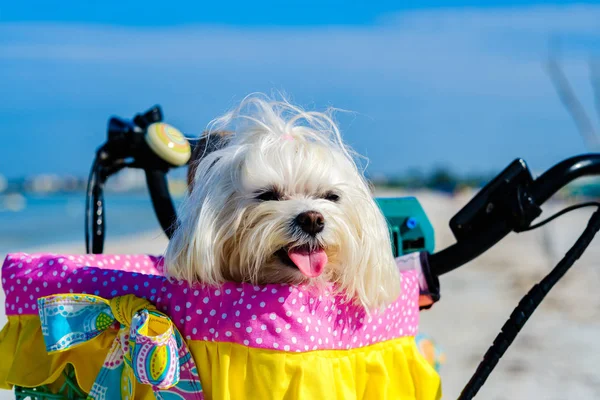 Schattig shih tzu hond — Stockfoto