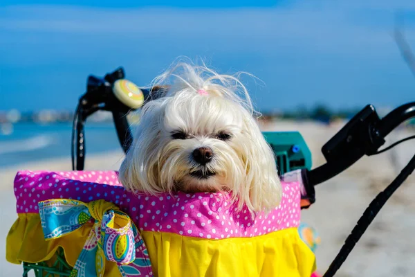 Schattig shih tzu hond — Stockfoto