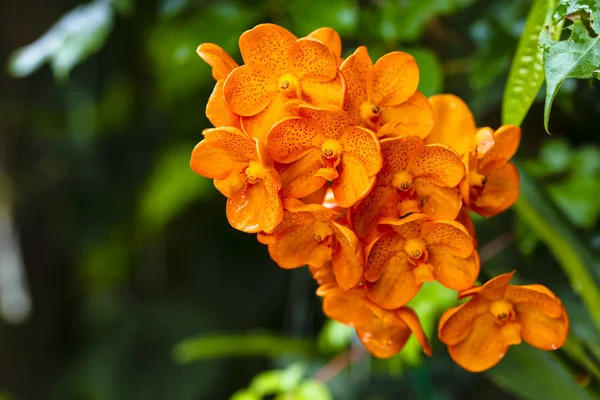 Spotted mandarynki Orchid kwiaty — Zdjęcie stockowe