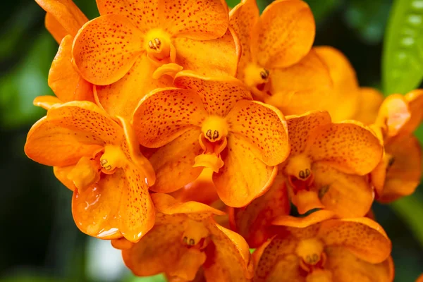 Fleurs tachetées d'orchidée de mandarine — Photo