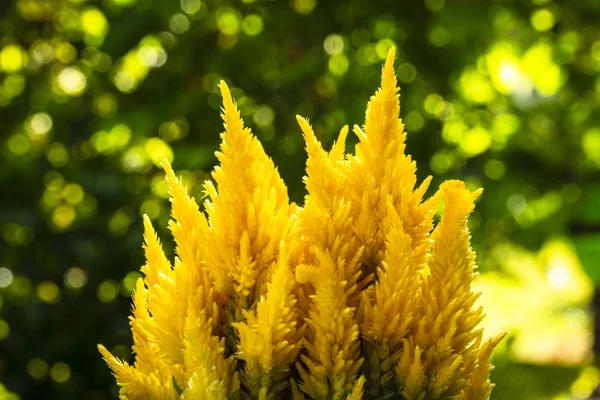 Amarelo Celosia Flores — Fotografia de Stock