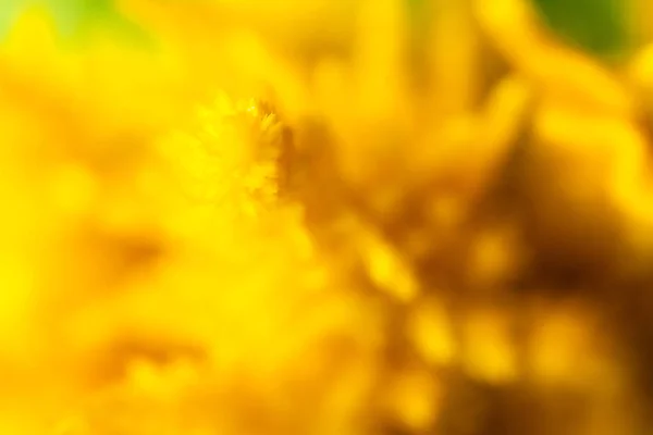 Flor de Celosia Amarilla Resumen — Foto de Stock