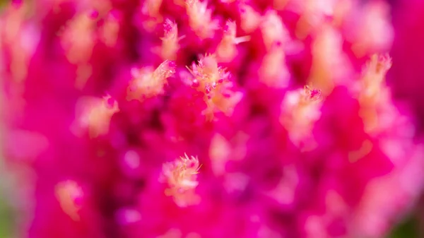 Pink Celosia Flower Abstract — Stock Photo, Image