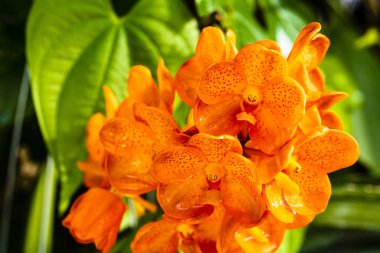 Lekeli mandalina orkide çiçekler