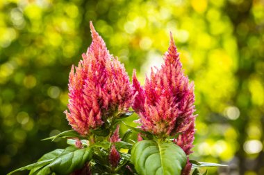 Pembe celosia çiçek