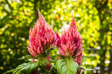 Kırmızı celosia çiçek