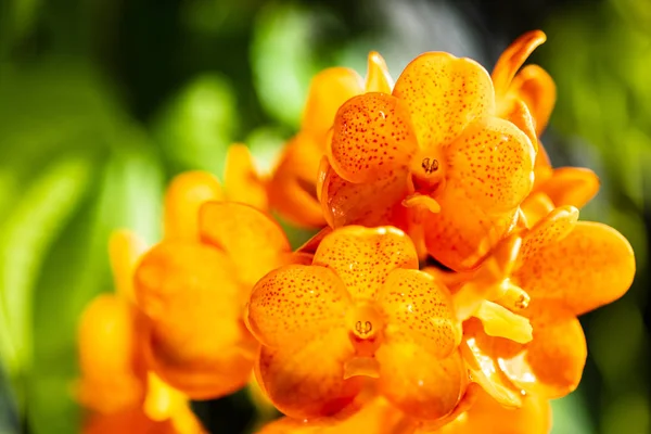 Lekeli mandalina orkide çiçekler — Stok fotoğraf