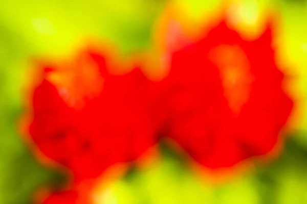 Κόκκινα Celosia λουλούδι αφηρημένο — Φωτογραφία Αρχείου