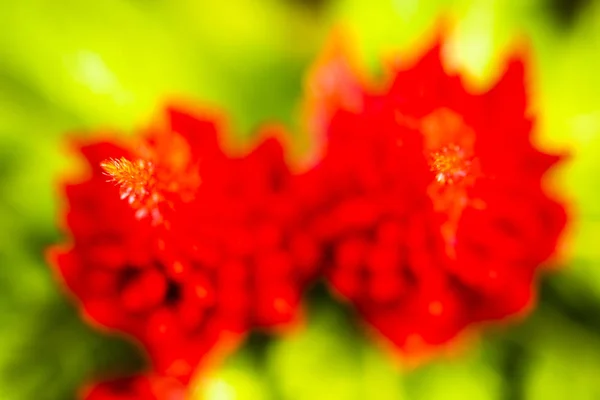 Rode Celosia bloem abstract — Stockfoto
