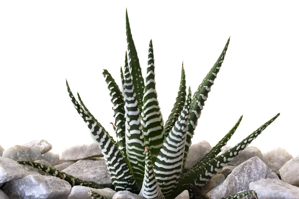 Zebra cactus — Stockfoto