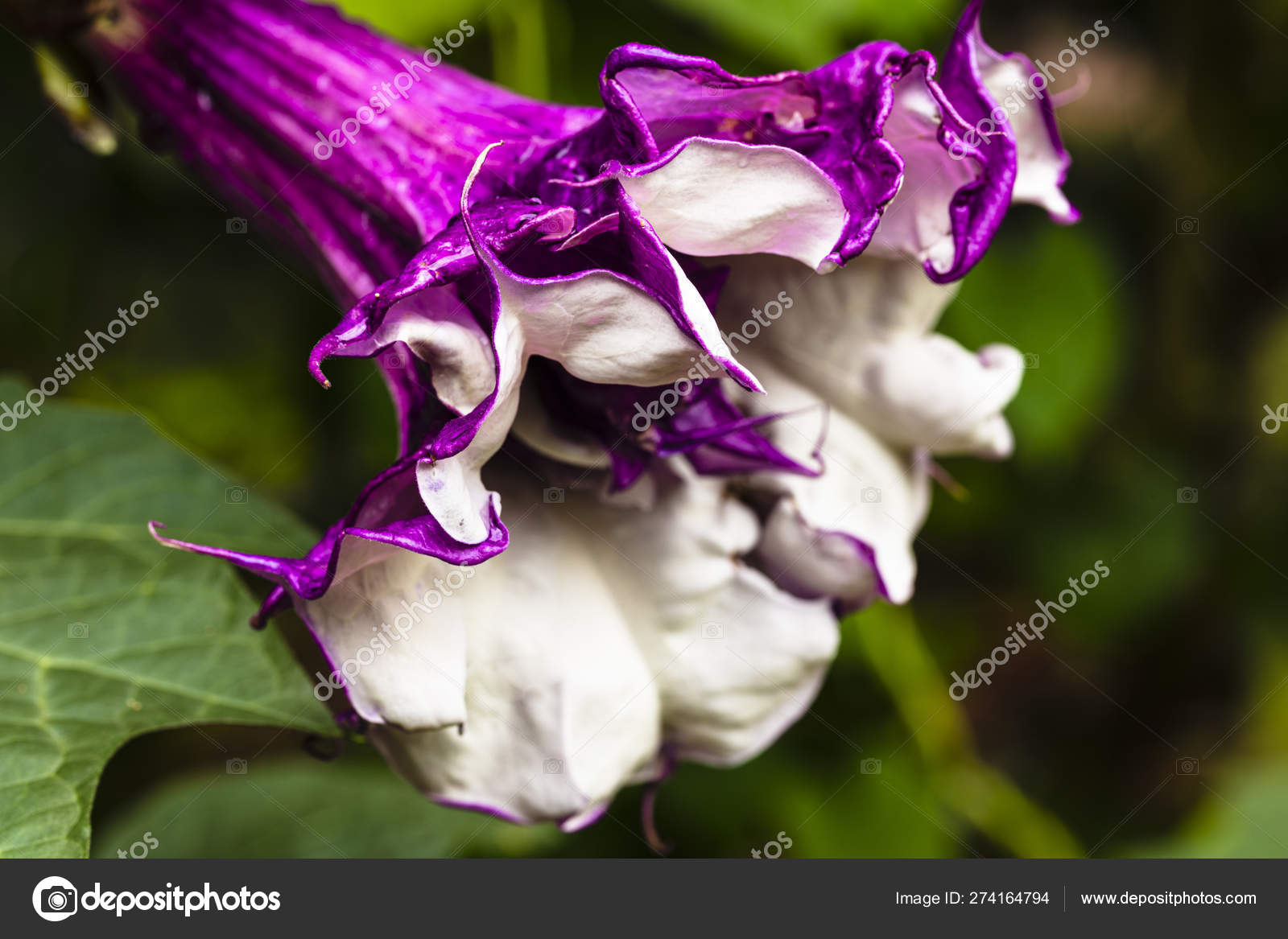 Feuille de trompette violette images libres de droit, photos de Feuille de  trompette violette | Depositphotos