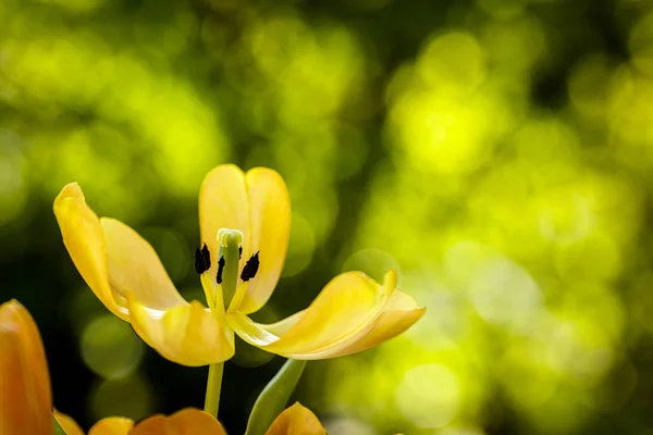 Flor de tulipa florescente — Fotografia de Stock