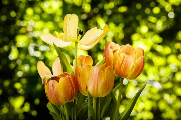 Blühende Tulpenblumen — Stockfoto