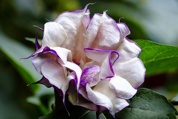 Flor de trompete roxo — Fotografia de Stock