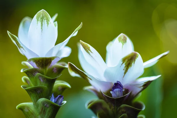 Fiore Curcuma bianco — Foto Stock