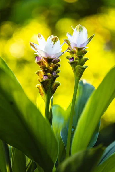 Weiße Kurkuma-Blüte — Stockfoto