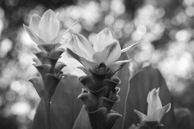 Beyaz Curcuma Çiçeği